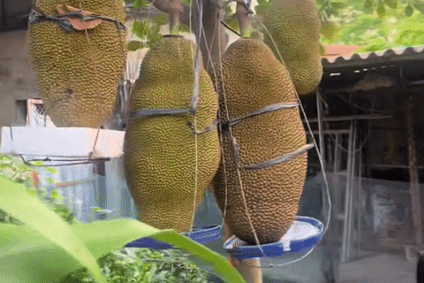 Cây mít ở Ninh Bình ra loạt quả 'khủng', chủ nhà lo gãy cành, phải làm giá đỡ