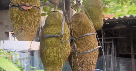 Cây mít 3 năm tuổi ở Ninh Bình ra trái ‘khủng’ hút nửa triệu lượt xem