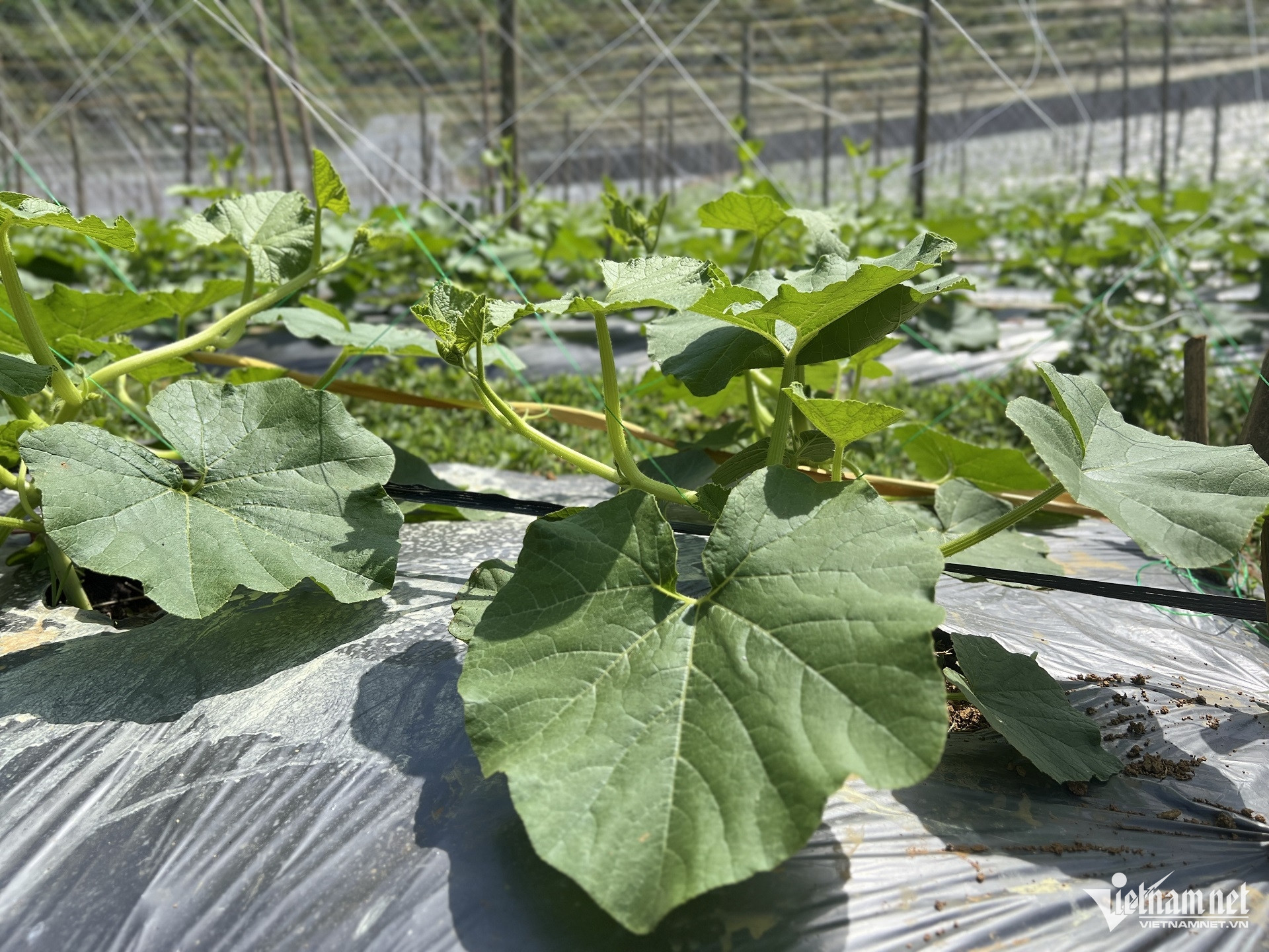 W-87. San xuat xanh.jpg