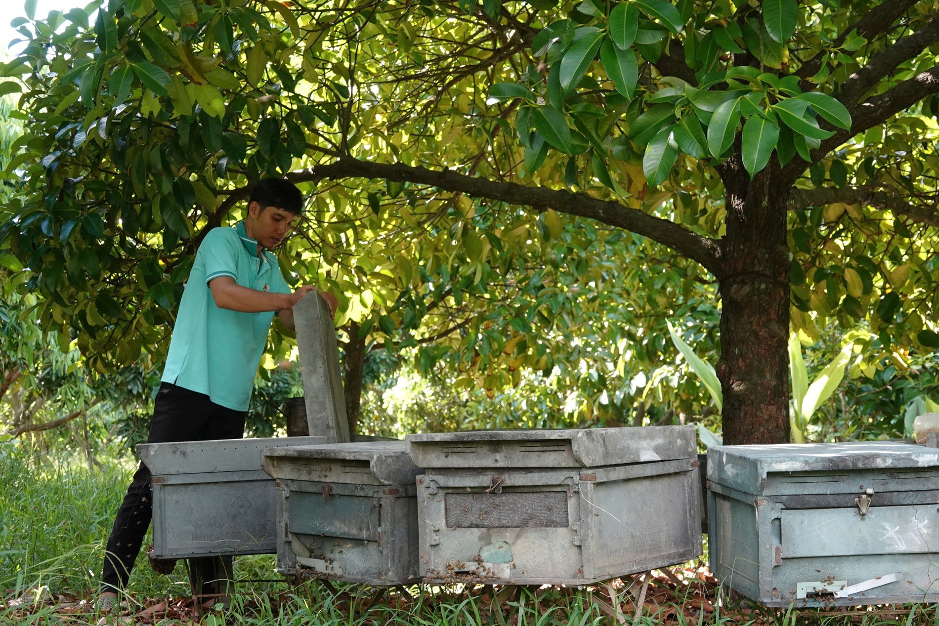 Nuôi cả đàn côn trùng cho mật thơm lừng, 9X Cần Thơ thu bộn tiền