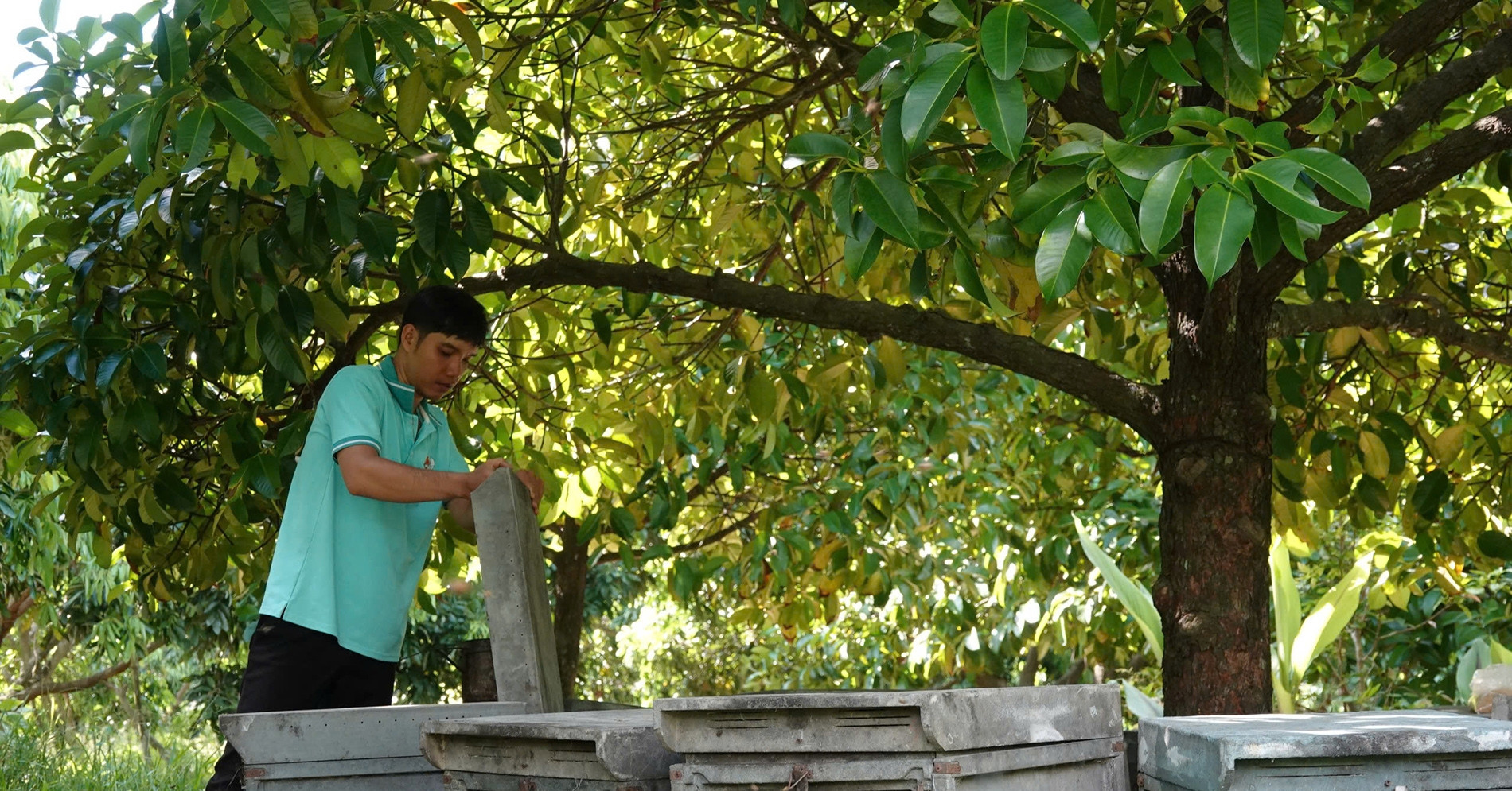 Nuôi cả đàn côn trùng cho mật thơm lừng, 9X Cần Thơ thu bộn tiền