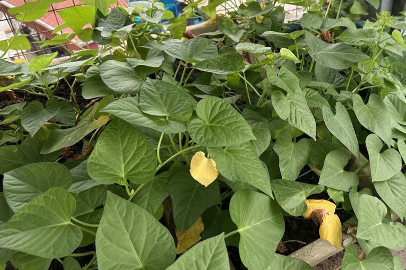 Ba không khi ăn rau lang