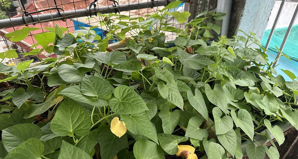 Ba không khi ăn rau lang