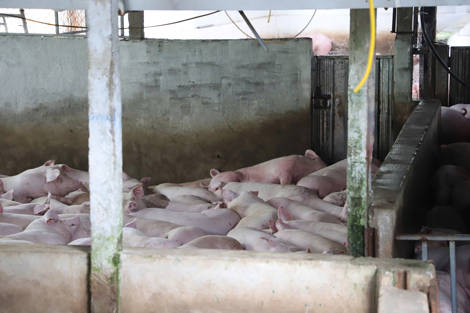 Điều tra cơ sở giết mổ heo ở Cà Mau xuất hoá đơn gia công cho C.P. Việt Nam