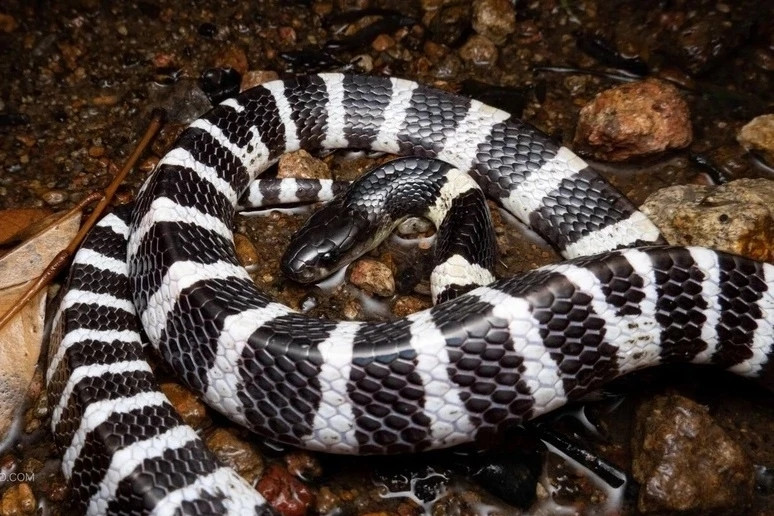 Rắn cạp nia chui từ điều hoà, bò qua người cắn bé gái nguy kịch