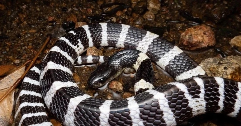 Rắn cạp nia chui từ điều hoà, bò qua người cắn bé gái nguy kịch