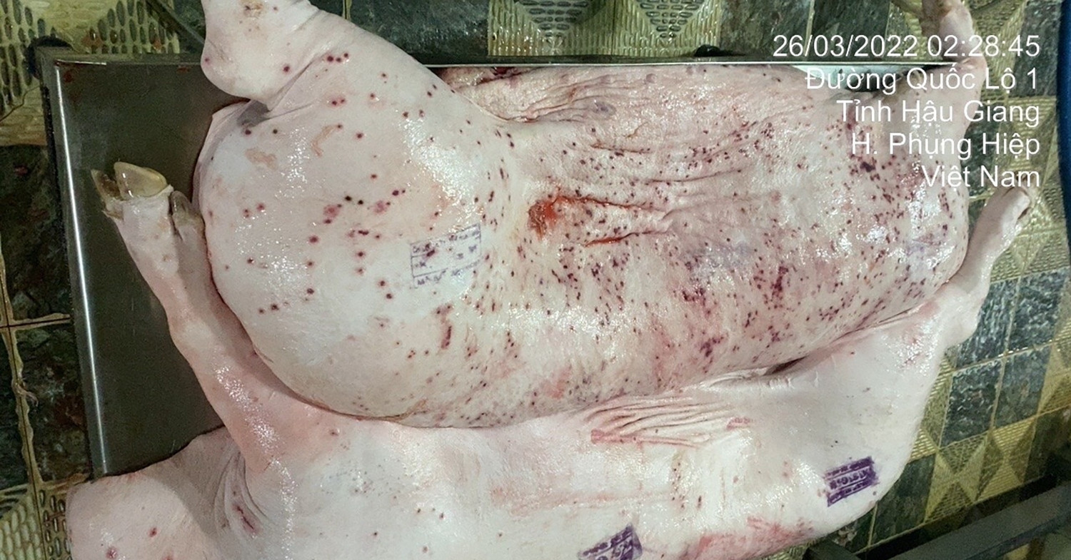 Vụ C.P. Việt Nam: Xem xét kỷ luật cán bộ đóng dấu ‘được lưu thông’ vào heo bệnh