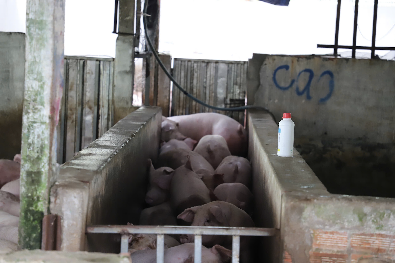 Cảnh khó hình dung ở lò giết mổ heo gia công cho C.P. Việt Nam tại Hậu Giang