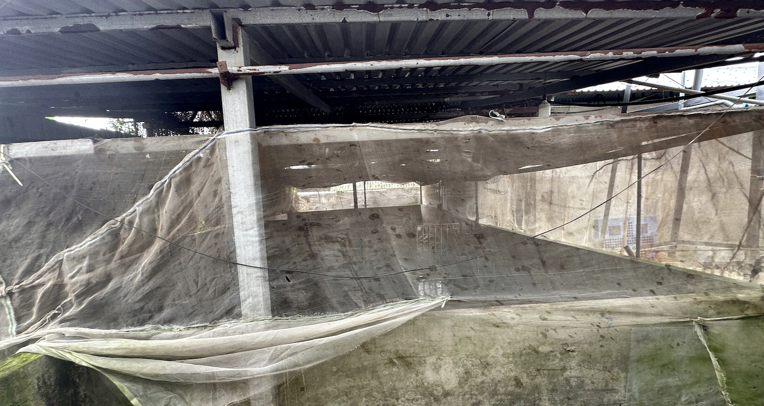 Cảnh khó hình dung ở lò giết mổ heo gia công cho C.P. Việt Nam tại Hậu Giang