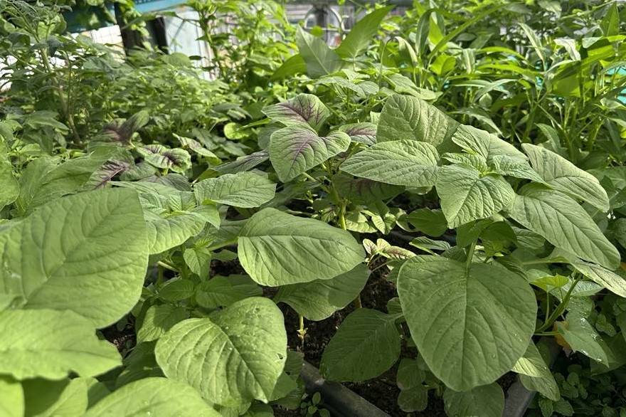 Ba không khi ăn rau dền