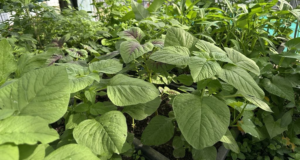 Ba không khi ăn rau dền