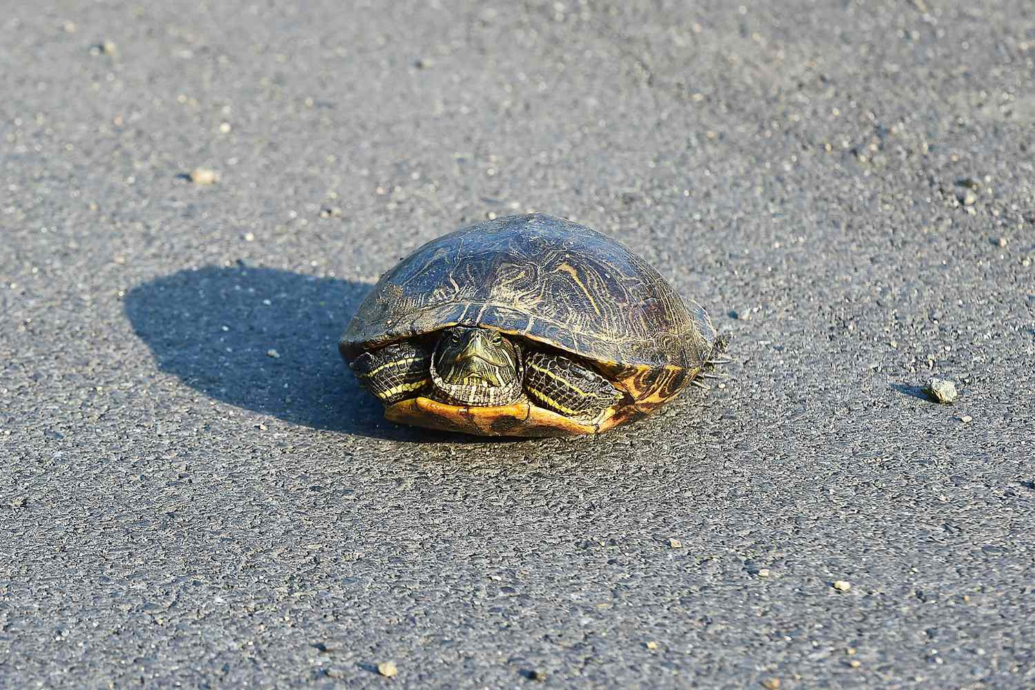 turtle 062025 4f609215685644979b4233b619875736.jpg