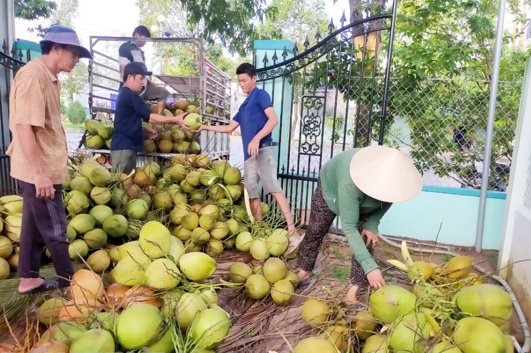 Doanh nghiệp chi tiền gấp 11 lần nhập khẩu dừa giữa lúc giá cao kỷ lục