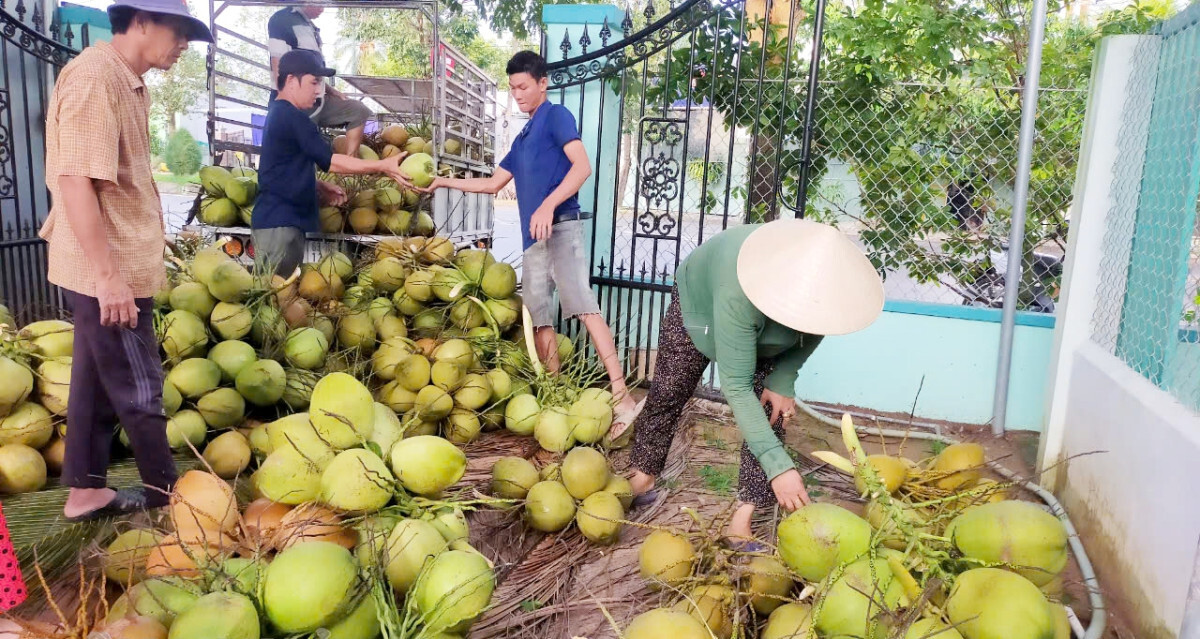 Doanh nghiệp chi tiền gấp 11 lần nhập khẩu dừa giữa lúc giá cao kỷ lục