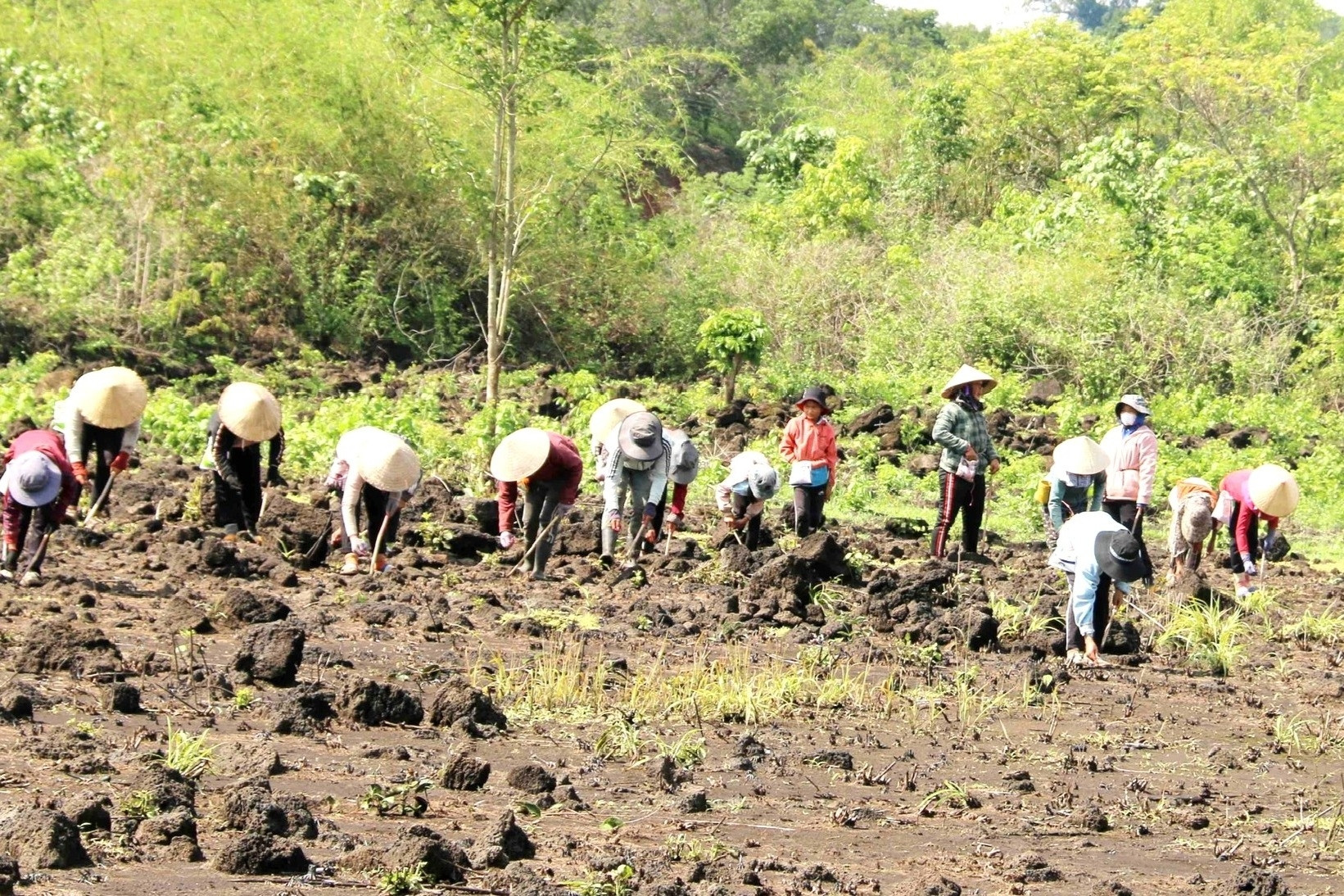Người M'nông biến vùng đất đá đen dưới chân núi lửa thành cánh đồng bội thu
