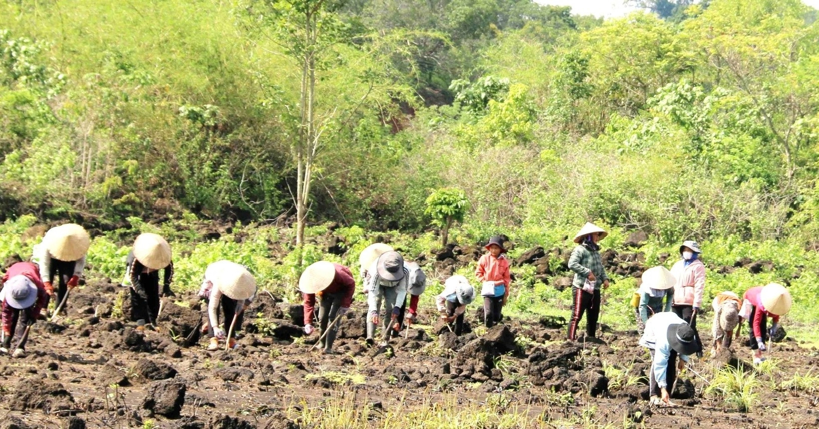 Người M'nông biến vùng đất đá đen dưới chân núi lửa thành cánh đồng bội thu