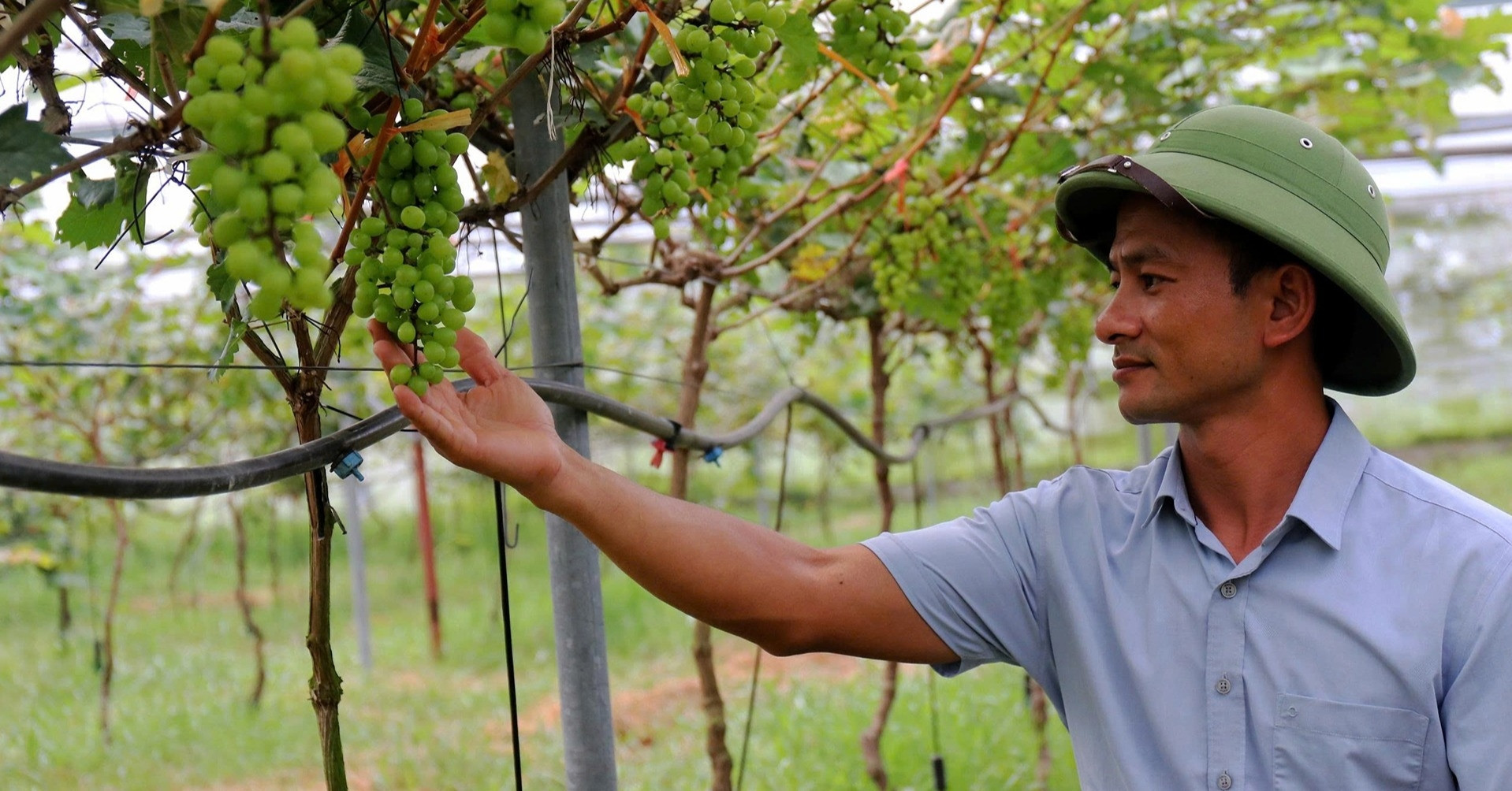Bỏ nghề cơ khí, anh nông dân Hà Tĩnh trồng nho quý thu về tiền tỷ