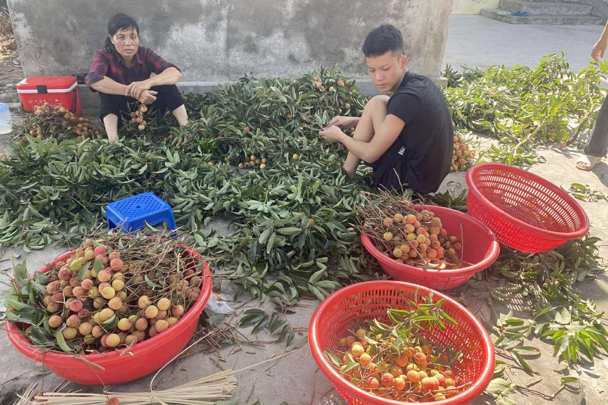 Chàng trai Hải Phòng tuốt lá, bó vải thuê, tiết lộ thu nhập hấp dẫn
