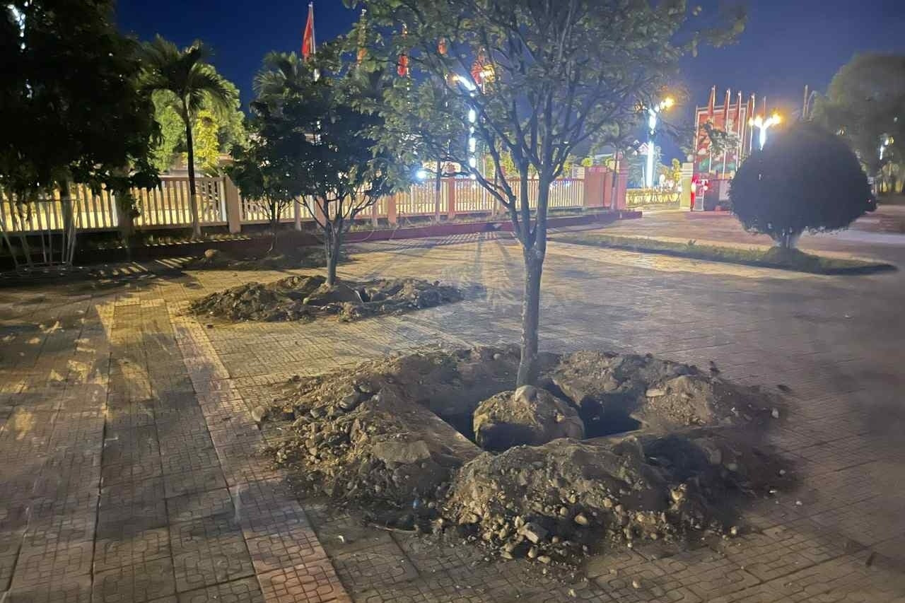 Mai vàng trong UBND phường ở TP Huế bị đào trước ngày bàn giao trụ sở