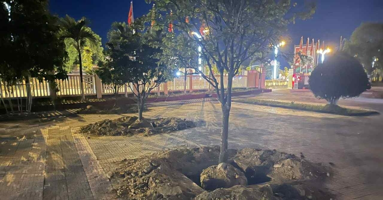 Mai vàng trong UBND phường ở TP Huế bị đào trước ngày bàn giao trụ sở