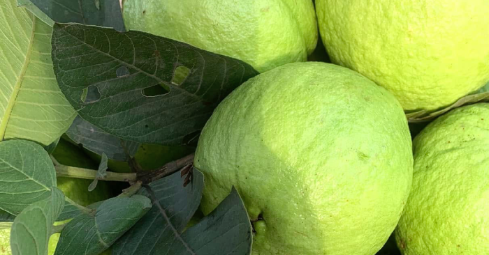 Bác sĩ nói gì về lời đồn uống nước lá ổi mỗi ngày bệnh tiểu đường sẽ khỏi?