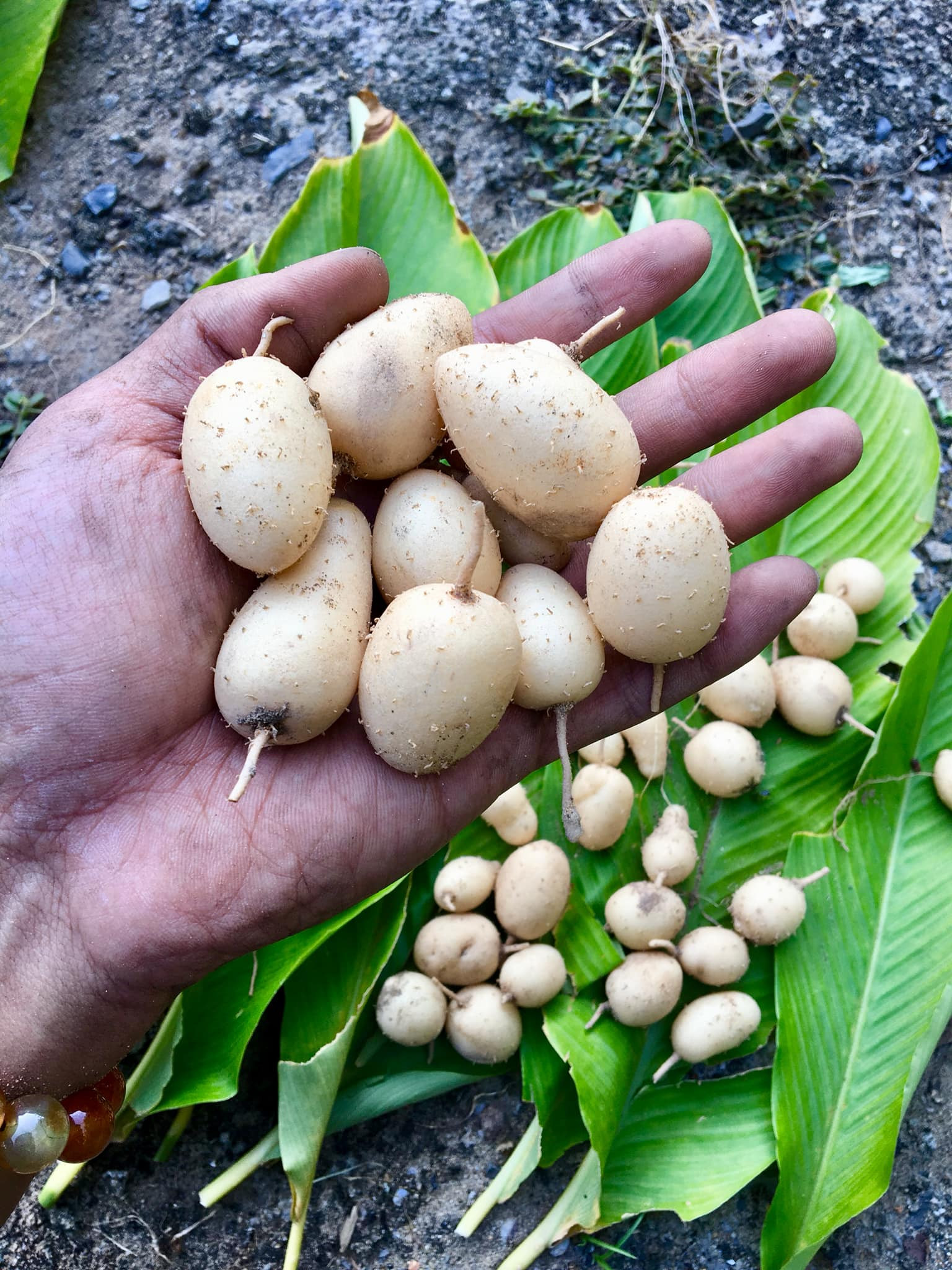 củ lùn