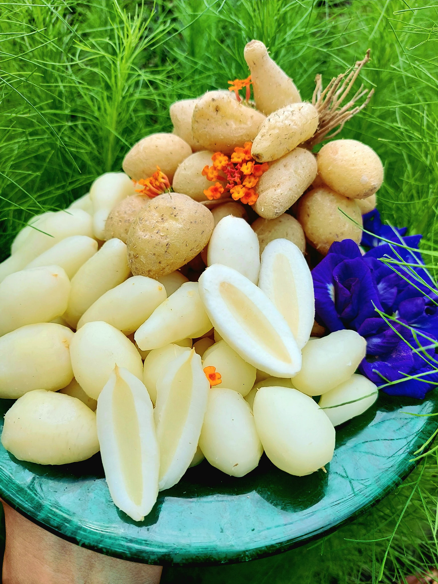 củ lùn