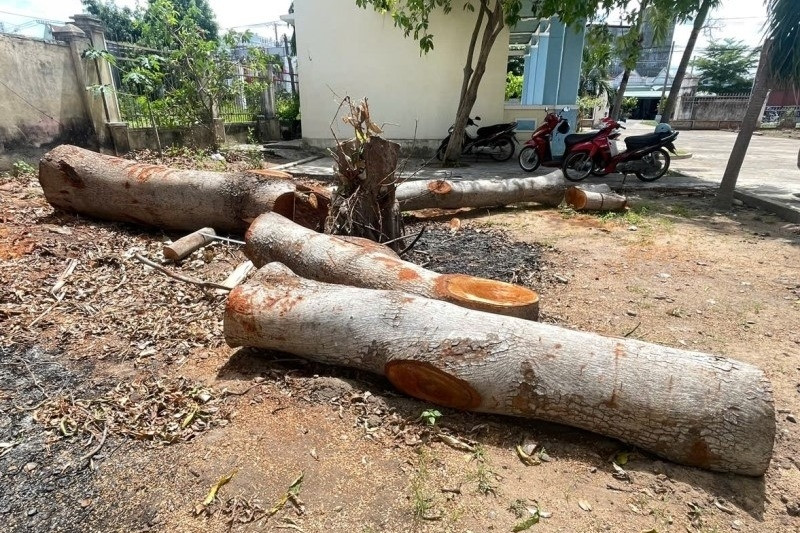 Nhiều cây xanh chục năm tuổi tại trụ sở phường bất ngờ bị chặt bán trước sáp nhập