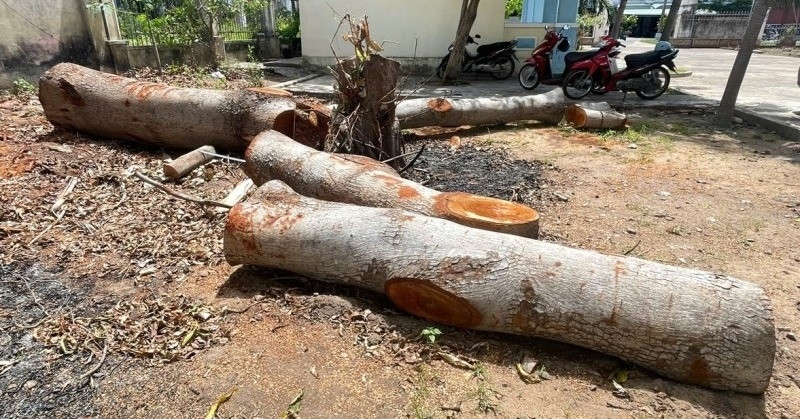 Nhiều cây xanh chục năm tuổi tại trụ sở phường bất ngờ bị chặt bán trước sáp nhập
