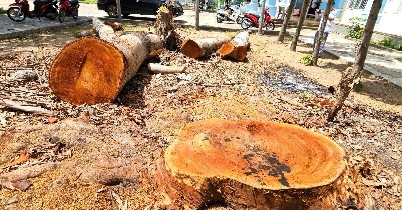 Vụ chặt cây chục năm tuổi trước sáp nhập: Chuyển cơ quan điều tra nếu có dấu hiệu vi phạm