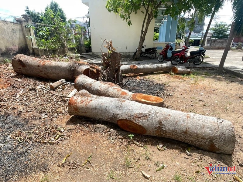 W-Chặt hạ cây xanh trong trụ sở phường 1.jpg