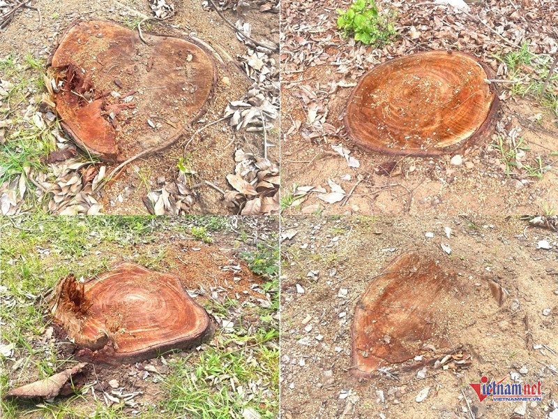 W-Chặt hạ cây xanh trong trụ sở phường 2.jpg