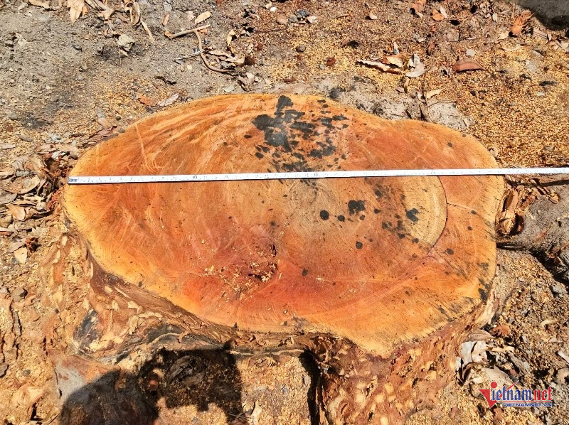 W-Chặt hạ cây xanh trong trụ sở phường 3.jpg