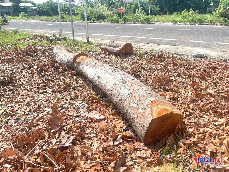 W-Chặt hạ cây xanh trong trụ sở phường 4.jpg