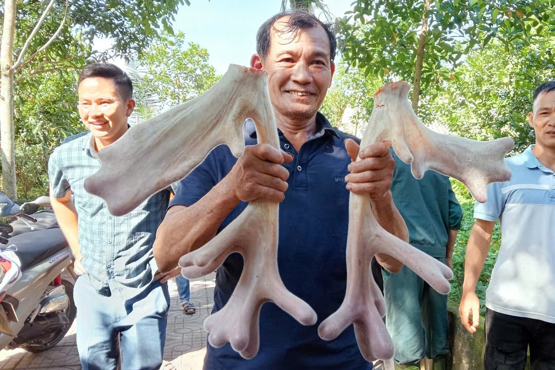 Cặp nhung hươu ‘đa chồi, nảy lộc’ giá hơn 45 triệu gây xôn xao