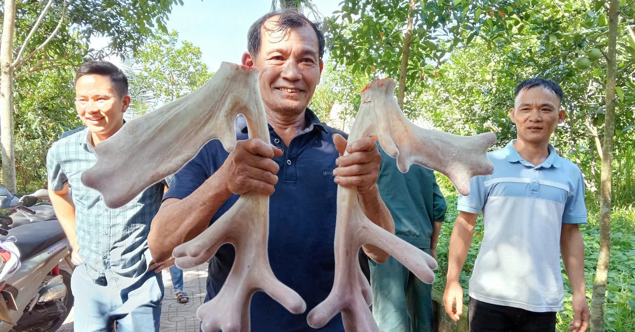 Cặp nhung hươu ‘đa chồi, nảy lộc’ giá hơn 45 triệu gây xôn xao