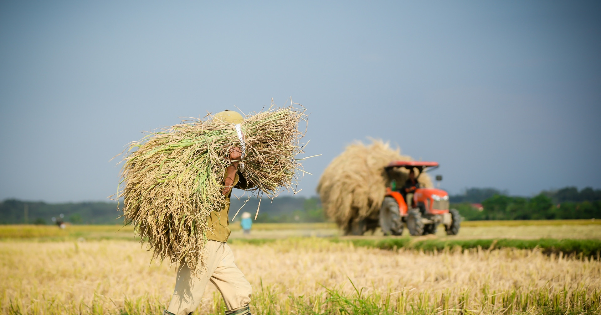 Đất nông nghiệp được miễn thuế tiếp 5 năm