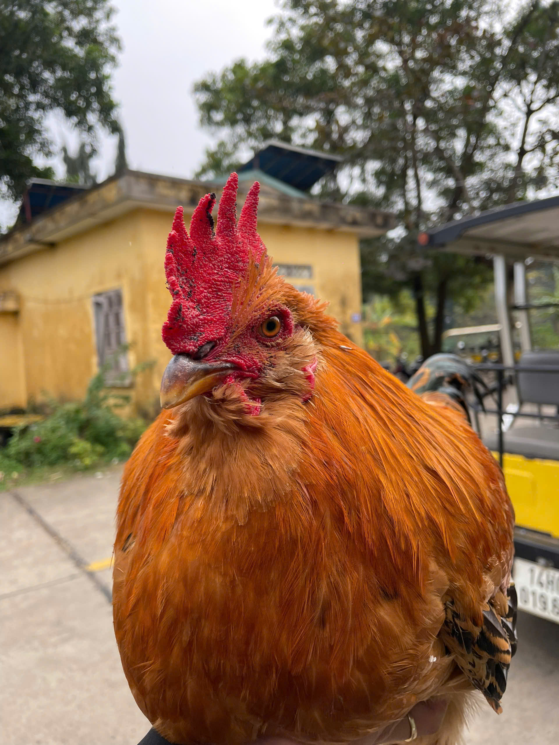 gà râu cái chiên