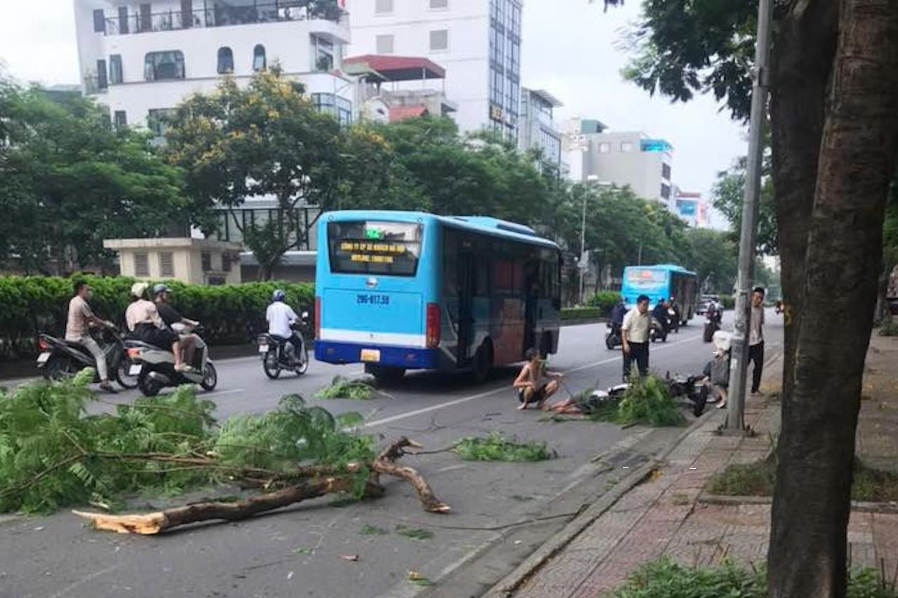 Cây gãy ở Hà Nội làm người đi đường bất tỉnh: Giám đốc Công ty cây xanh nói trách nhiệm của ai?