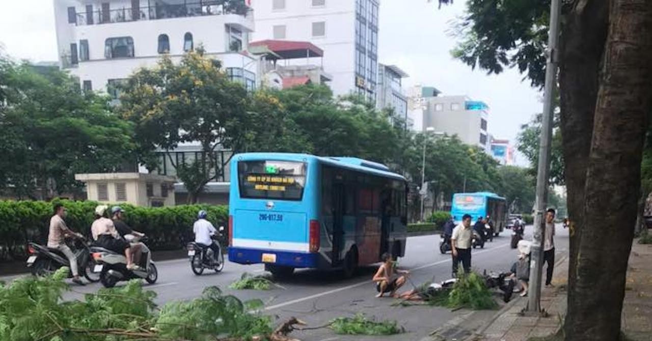 Cây gãy ở Hà Nội làm người đi đường bất tỉnh: Giám đốc Công ty cây xanh nói trách nhiệm của ai?