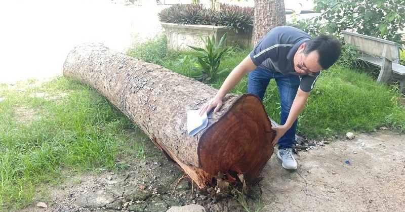 Vụ chặt cây trước sáp nhập: Chủ tịch phường mua...
