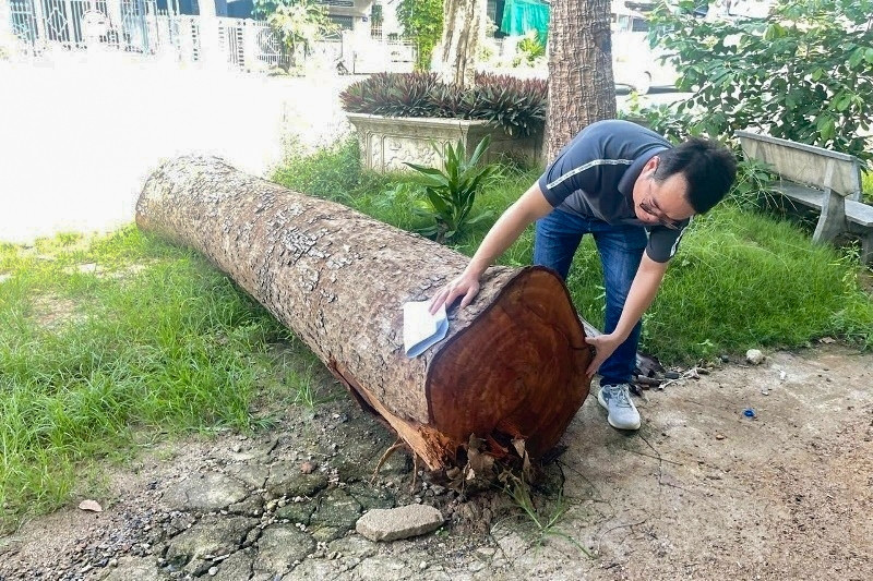 Vụ chặt cây trước sáp nhập: Chủ tịch phường mua khúc gỗ 1 triệu đồng