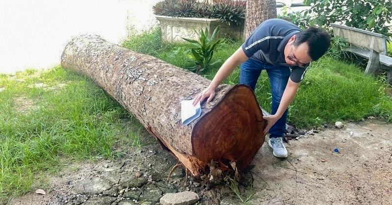Vụ chặt cây trước sáp nhập: Chủ tịch phường mua khúc gỗ 1 triệu đồng