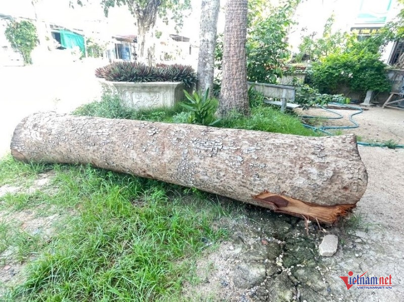 W-Chủ tịch phường đưa gỗ đi cưa 1.jpg