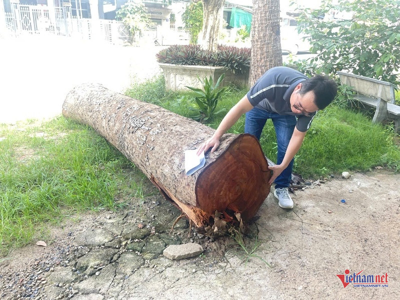 W-Chủ tịch phường đưa gỗ đi cưa 2.jpg