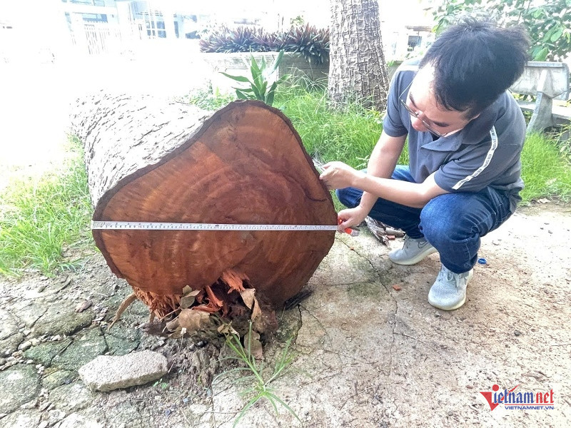 W-Chủ tịch phường đưa gỗ đi cưa 3.jpg