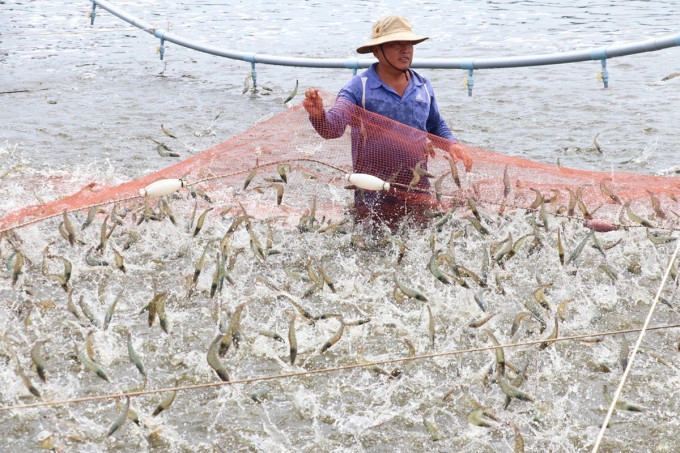 Bến Tre ứng dụng hiệu quả công nghệ cao vào nuôi tôm