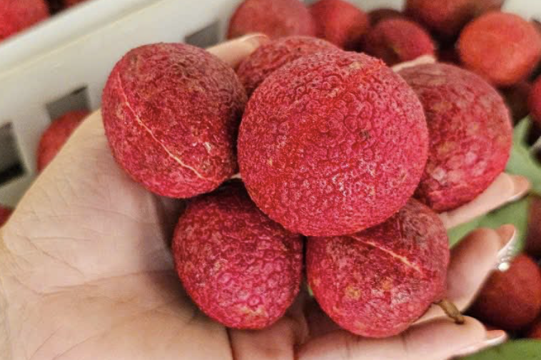 Một loại vải đặc biệt ở Thanh Hoá giá 600.000 đồng/kg