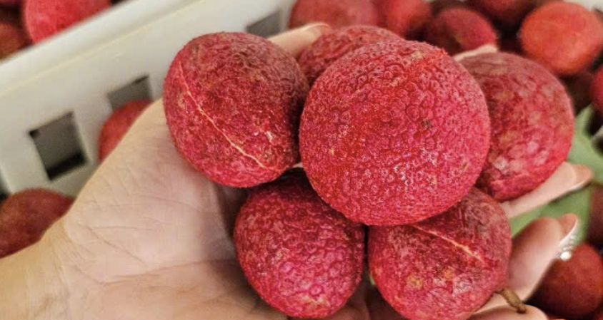 Một loại vải đặc biệt ở Thanh Hoá giá 600.000 đồng/kg