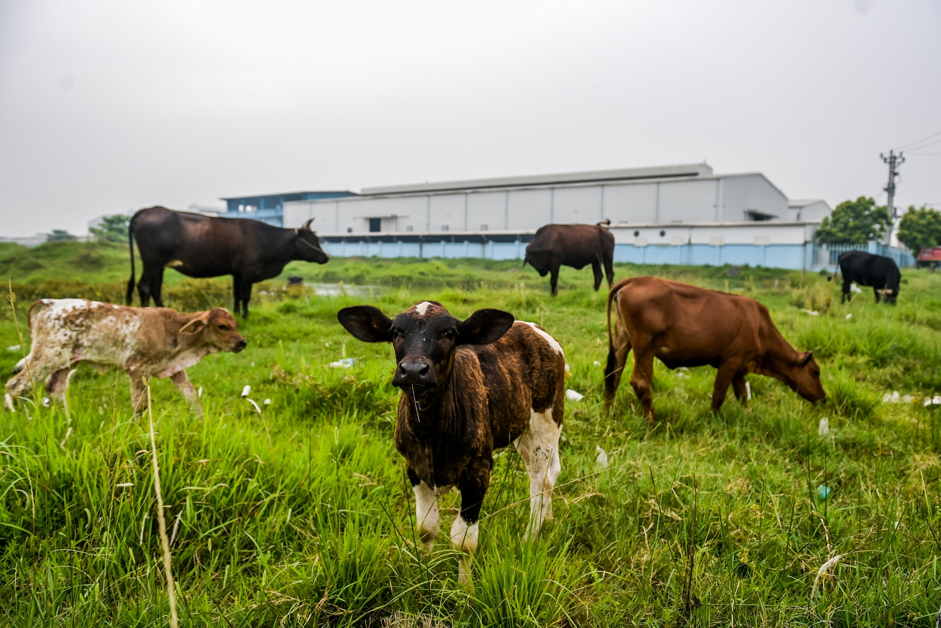 Khu công nghiệp trên ‘đất vàng’ ở Nam Định lác đác nhà xưởng, thành nơi chăn bò